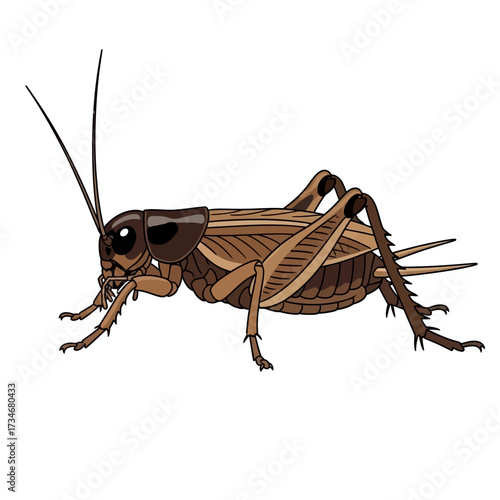 A detailed side profile illustration of a brown cricket with long antennae and strong legs, isolated on a white background.