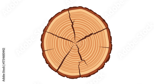Close up of a tree trunk cross section showing growth rings and cracks.