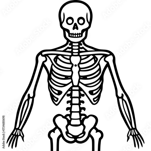 3d rendered illustration of a human skull