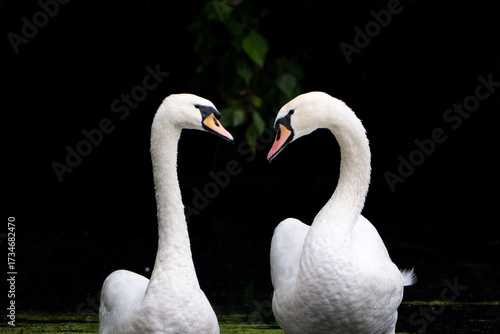 Swan on the water on a dark background