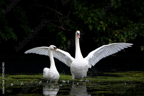 Swan on the water on a dark background