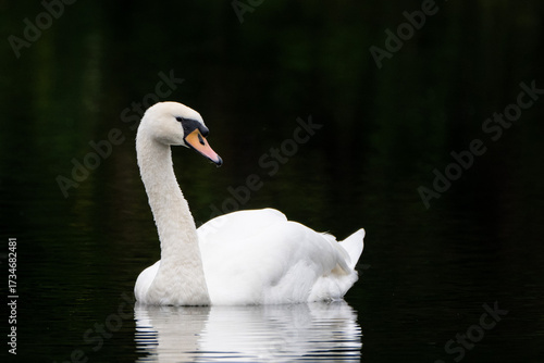 Swan on the water on a dark background