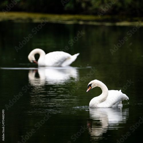 Swan on the water on a dark background