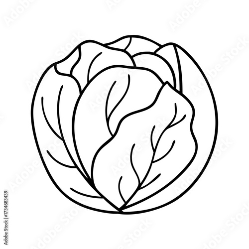 Vector art of simple line drawing of a head of lettuce, a healthy vegetable with green leaves, perfect for foodrelated designs and illustrations