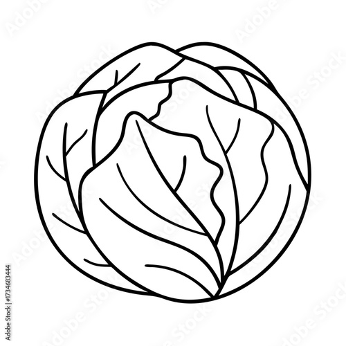 Vector art of simple line drawing of a head of lettuce, a healthy vegetable with green leaves, perfect for foodrelated designs and illustrations