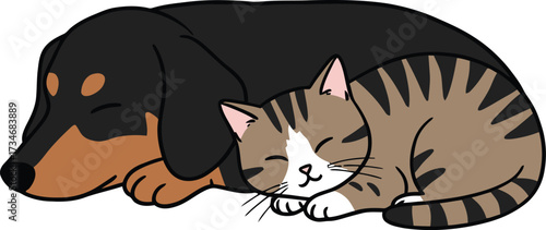 Adorable dachshund dog sleeps peacefully next to a tabby cat companionship flat design vector illustration white background