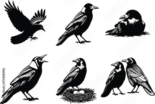 Crow silhouettes, flying posture, perched stance, calling bird, nest with eggs, wildlife behavior, nature species, illustration set
