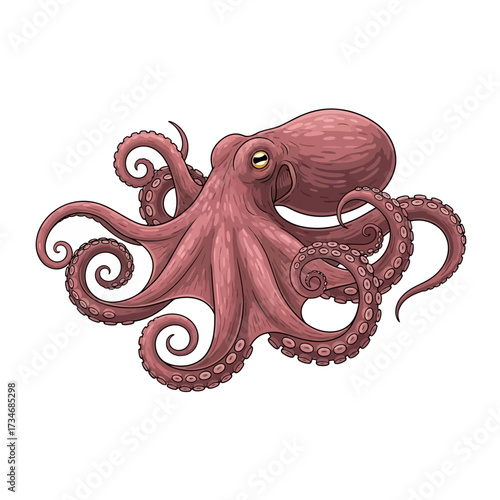 Detailed illustration of a pinkish-red octopus with curled tentacles, isolated on a white background.