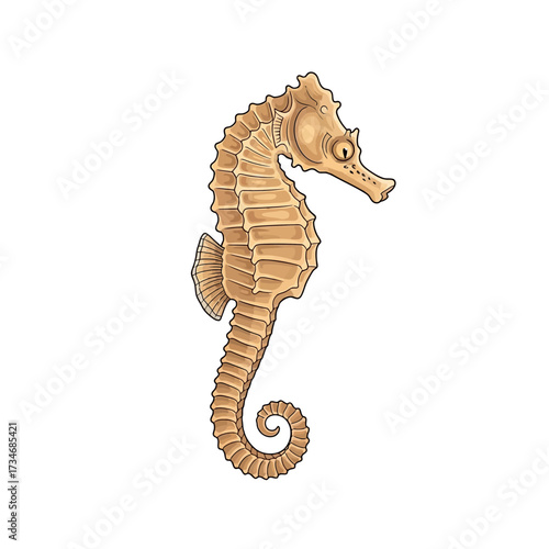 Detailed illustration of a light brown seahorse with a curled tail.