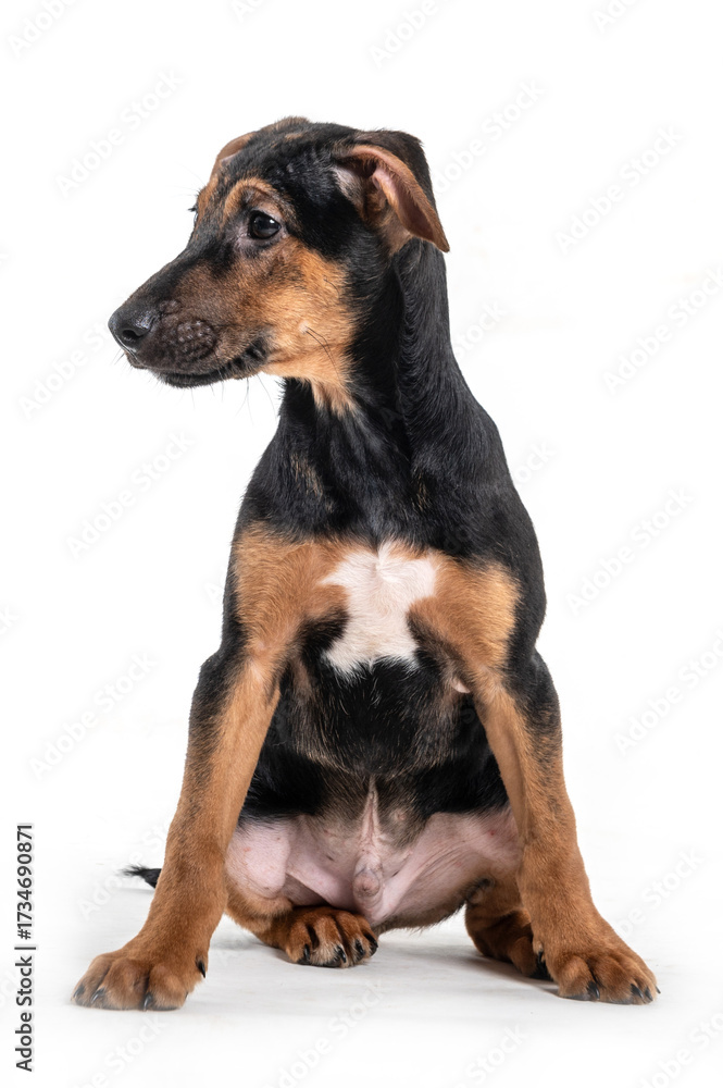 Obraz premium A black, white, and brown puppy sitting alone and looking to the side on a white background