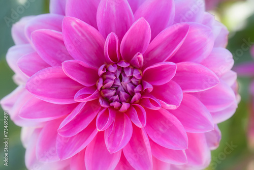Intimate Portrait of a Dahlia's Heart. An elegant close-up portrait of a fuchsia-pink dahlia, showcasing its intricate details. Subtle, dreamy green backdrop adding depth and natural charm.