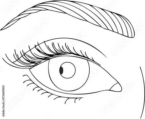 Continous line drawing Outline Human Eye with Lashes Eyebrow oneline
