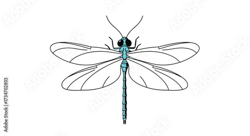 An artistic illustration of a dragonfly with translucent wings spread.