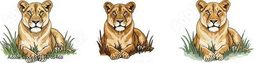 Lioness illustration resting on grass, majestic big cat artwork, African wildlife predator drawing, jungle animal vector, safari nature design