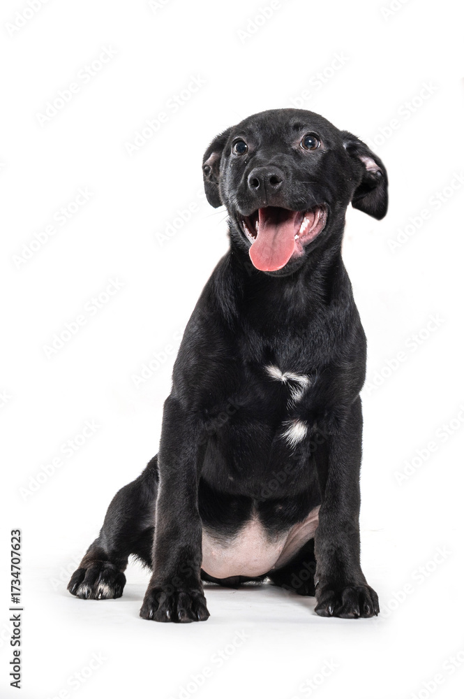 Obraz premium A happy black dog puppy sitting alone and smiling on a white background