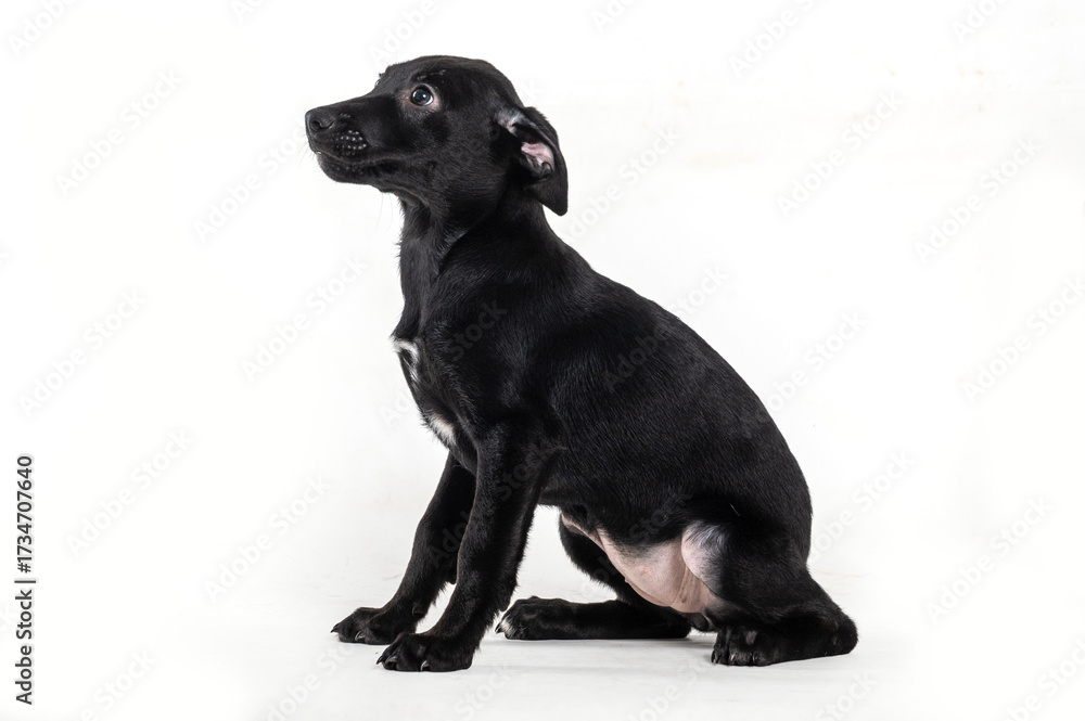 Obraz premium A black puppy sitting on the side, alone a on a white background