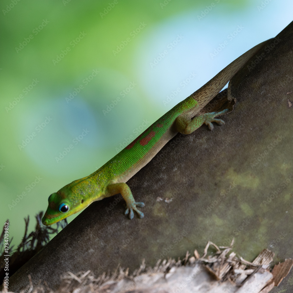 Fototapeta premium Green Gecko in Moorea