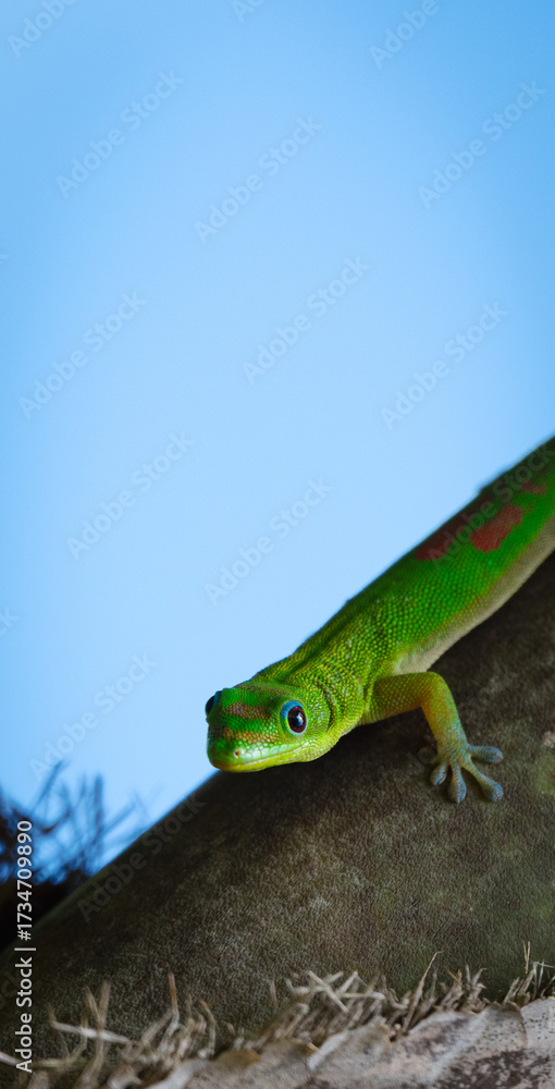 Fototapeta premium Green Gecko in Moorea