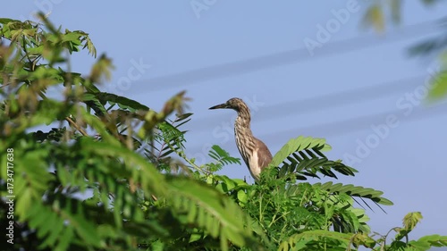 Indian pond heron spotted sitting alone on tree.