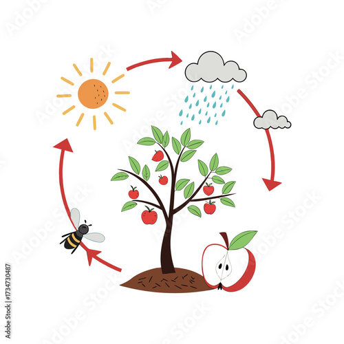 Apple tree life cycle illustration with sun rain bee and apple