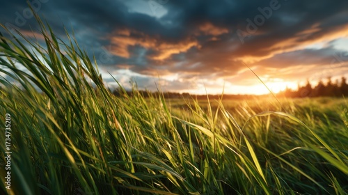 A picturesque view of lush green grass illuminated by a dramatic sunset, showcasing the enchanting interplay of light, shadow, and natural beauty in a tranquil landscape.