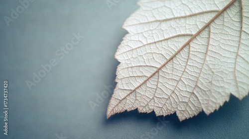   Close-up of a white leaf on a blue background with one leaf on the right