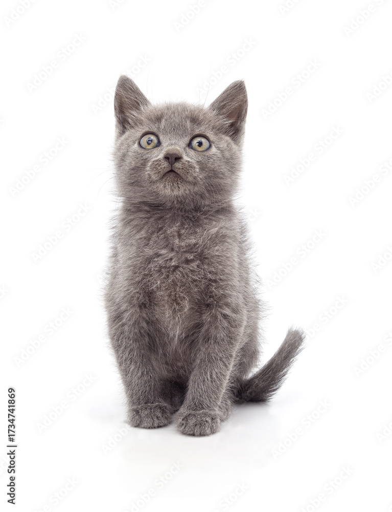 Obraz premium Gray kitten looking up.