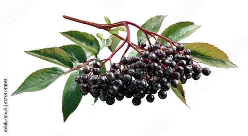 A branch of elderberries with vibrant green leaves against a plain white background.