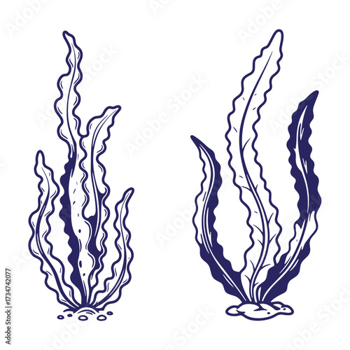 Hand-drawn blue seaweed illustrations with textured lines and white background for marine concepts.