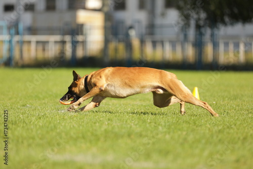 Malinois playing on the green grass 