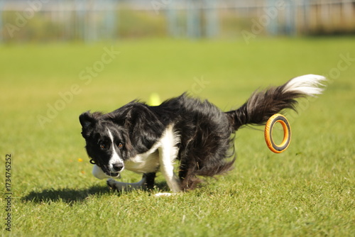 border collie playing with ball