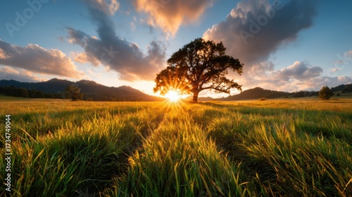 A breathtaking sunset illuminating the sky with vibrant colors, casting warm light over a gentle meadow and a solitary tree, symbolizing peace and nature's beauty.