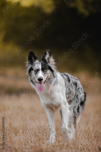 border collie dog