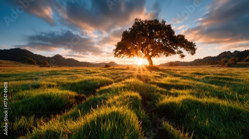 A breathtaking view of a solitary tree basking in the golden glow of a sunset, surrounded by vibrant green grass and dramatic clouds in the sky.
