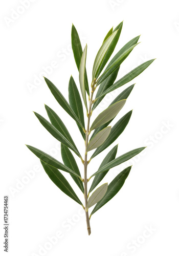Olive branch, emerald and silvery-grey leaves, thin brown bark, transparent studio background, copy space, diffused shadowless light, concept of peace and Mediterranean heritage