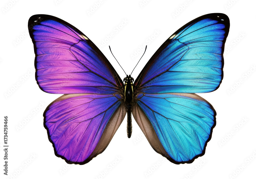 Obraz premium A single iridescent butterfly with vibrant purple to blue wings and intricate veining, on a transparent studio background with copy space. Concept of delicate natural beauty