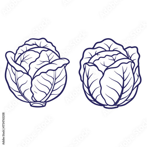 Vector illustration of two cabbage heads drawn in a minimalist line art style.