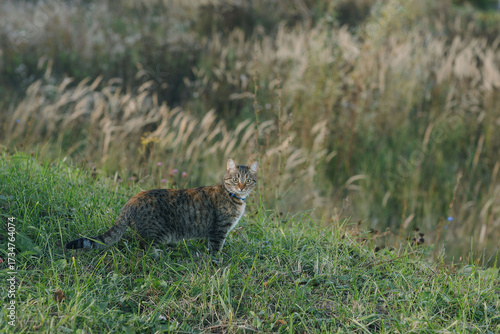 A cat hunting in the grass on an autumn evening