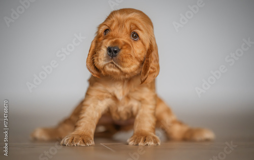 Funny tiny labrador puppy sits clumsily with paws spread, pure cuteness moment