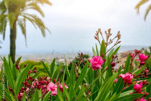 Bright pink oleander flowers in full bloom with a view of Barcelona city and palm trees in the background. 