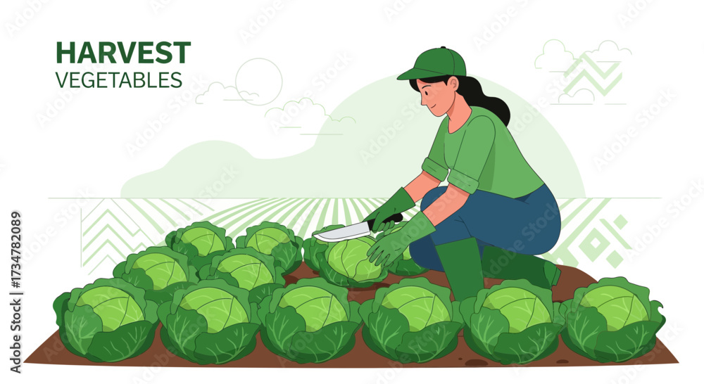 Fototapeta premium A Farmer Is Harvesting Fresh Green Cabbages In A Lush Agricultural Field