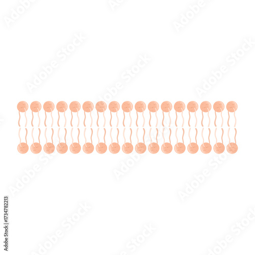 Phospholipid Bilayer