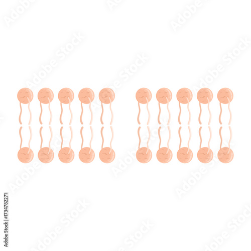Phospholipid Bilayer