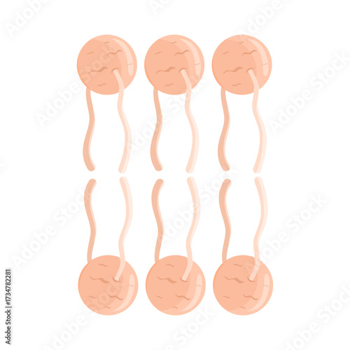 Phospholipid Bilayer