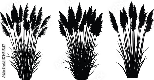 Silhouette illustration of pampas grass plants with long leaves and fluffy plumes, decorative natural ornamental grass vector design.
