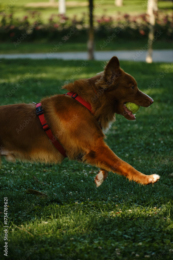 Naklejka premium Nova Scotia Duck Tolling Retriever carrying a tennis ball in mouth while running on green grass. Funny purebred dog playing in park.