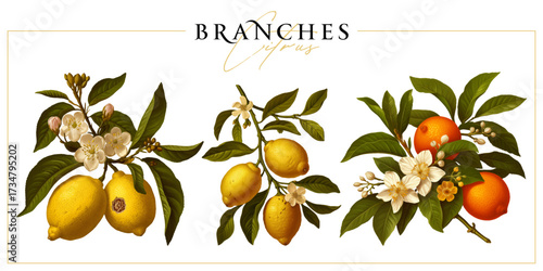 Citrus tree branches (lemon and orange) isolated on a white background. Vintage painting style illustration.