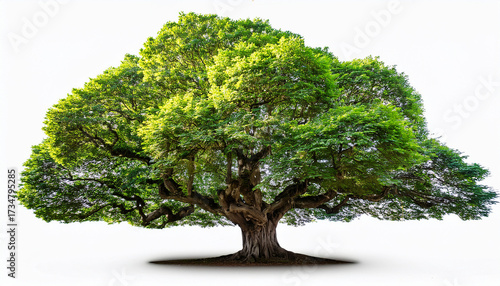 Epic Fairy Tale World Tree With Dense Green Foliage Isolated On Transparent Background Generative Ai