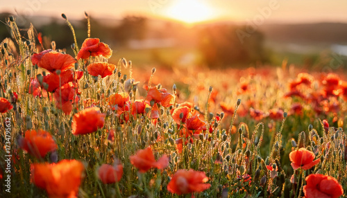 Closeup Of Poppies Field Summer In The Countryside