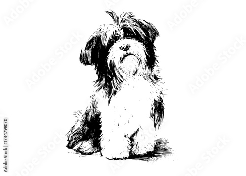 a black and white drawing of a small dog sitting on a plain transparent backgroundblack, dog, drawing, floor, portrait, sit, white 